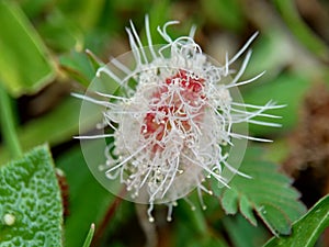 Mimosa pudica, also called sensitive plant, sleepy plant, action plant, touch-me-not, shameplant, zombie plant, bashful mimosa, he