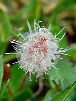 Mimosa pudica, also called sensitive plant, sleepy plant, action plant, touch-me-not, shameplant, zombie plant, bashful mimosa, he