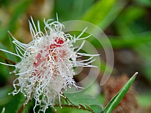 Mimosa pudica, also called sensitive plant, sleepy plant, action plant, touch-me-not, shameplant, zombie plant, bashful mimosa, he