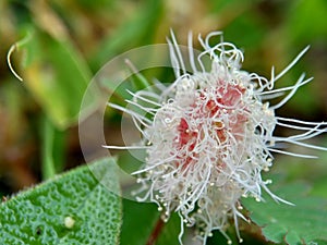 Mimosa pudica, also called sensitive plant, sleepy plant, action plant, touch-me-not, shameplant, zombie plant, bashful mimosa, he