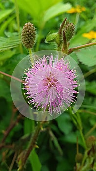 Mimosa pudica also known as sensitive plants,sleepyplant or touch-me-not. photo
