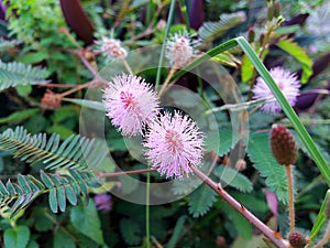 Mimosa pudica/Bashfulgrass/Sensitiveplant