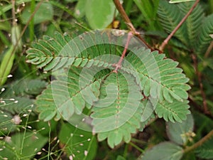 Mimosa pudica comes from the Latin pudica meaning shy, shy, or shrinking