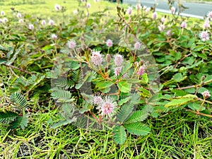 Mimosa pudica is easily recognized because its leaves can quickly close when touched. photo