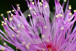 Mimosa pudica flower - close up photography.