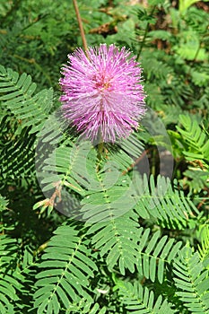 Mimosa pudica flower, closeup