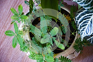 mimosa pudica flower. flowering nature leaves. macro flowering shameplant plant. green exotic shameplant flower. natural flower