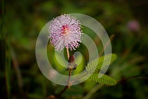 Mimosa pudica flower from Masinagudi, Mudumalai National Park, Tamil Nadu - Karnataka State border, India. Touch me not flowering