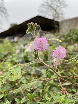 Mimosa pudica flower in a meadow grassland in West Bengal India