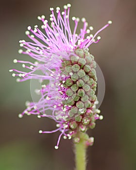 Mimosa Pudica flower