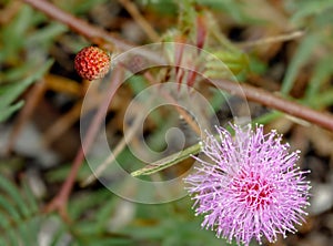 Mimosa pudica flower,Sensitive Plant.