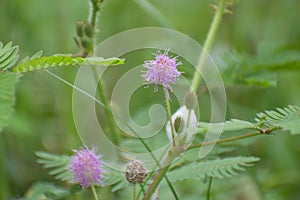 Mimosa pudica flower.sensitive tree, sleepy plant, action tree, touch-me-not, shame plant