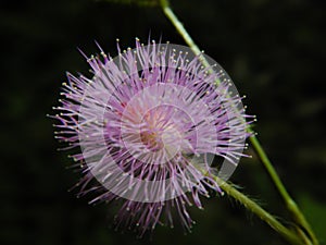 Mimosa pudica flower, shameplant