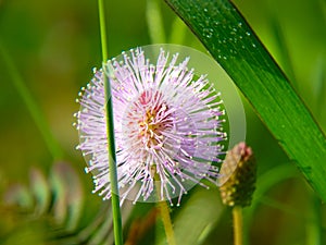 Mimosa pudica flowers among the grass