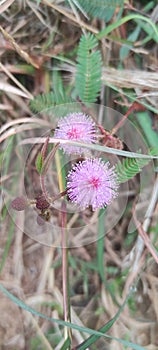 Mimosa pudica herb has been used traditionally for ages, in the treatment of urogenital disorders, piles, dysentery, sinus etc