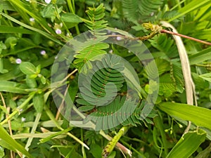 Mimosa pudica L is a short shrub that is easily recognized by its leaves that quickly close by themselves when touched. photo