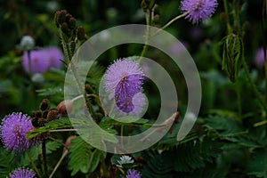 Mimosa pudica leaves that can quickly close / wither automatically when touched.