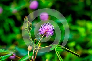 Mimosa pudica leaves that can quickly close / wither automatically when touched.