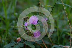 Mimosa pudica leaves that can quickly close / wither automatically when touched.