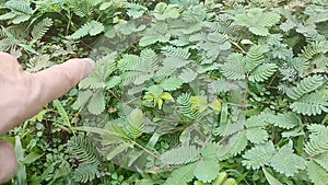 Mimosa pudica Leaves fold inward and droop when touched