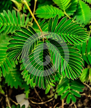 Mimosa pudica leaves growing outside