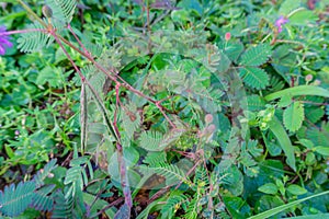 Mimosa Pudica Linn comes from the word mimic which means sensitive leaves and pudica which means shame