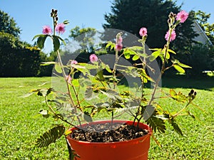 Mimosa Pudica