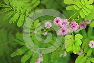 Mimosa pudica plant with pink flower in bloom