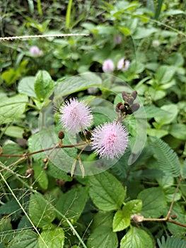 Mimosa pudica or putri malu from Indonesia