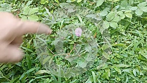 Mimosa pudica - Putri Malu Leaves