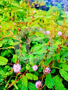 Mimosa Pudica or semalu tree. Herbal cures wounds and skin diseases