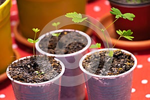 Mimosa pudica sensitive and moving plant. Recently germinated