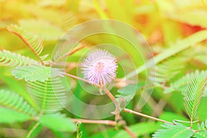 Mimosa pudica or sensitive plant flower pink beautiful on grass in nature