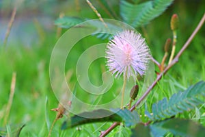 Mimosa pudica or sensitive plant flower pink beautiful in nature