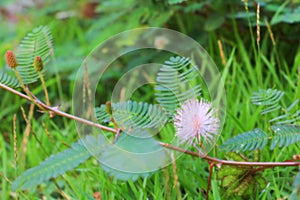 Mimosa pudica or sensitive plant flower pink beautiful in nature