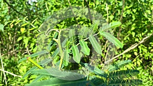 Mimosa pudica or sensitive plant grow in the middle of a bush or grass