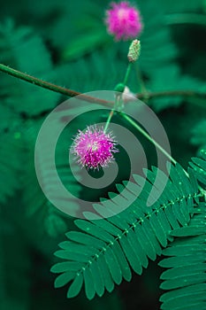 Mimosa pudica sensitive plant. Pink flowers, green leaves. Touch-me-not bloom.