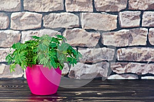 Mimosa pudica, sensitive plant in a pink pot on a wooden surface in front of a wall