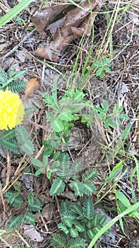 Mimosa pudica or sensitive plant responding to touch