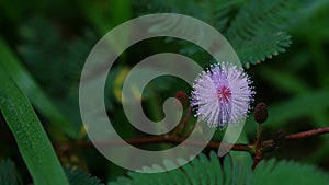 Mimosa pudica or sensitive plant, sleepy plant, action plant, touch-me-not, or shameplant.