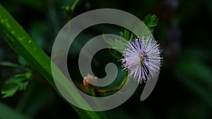 Mimosa pudica or sensitive plant, sleepy plant, action plant, touch-me-not, or shameplant.