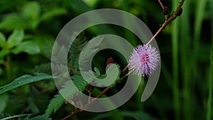 Mimosa pudica or sensitive plant, sleepy plant, action plant, touch-me-not, or shameplant.