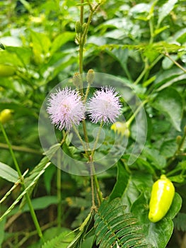 Mimosa pudica is a short shurb