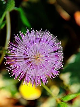 Mimosa pudica or shy plant or touch me not plant