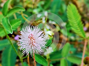 Mimosa pudica small street flowers in the shape of white balls