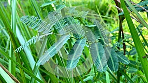 Mimosa pudica or Touch me not or sensitive plant grow in the middle of a bush or gra