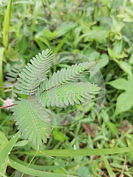 Mimosa Pudica Sensitive Plan