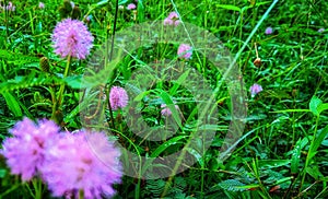 Mimosa quadrivalvis flowers have a round red shape that grows spreading