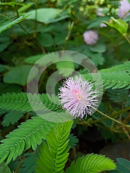 Mimosa sensetive plant in garden