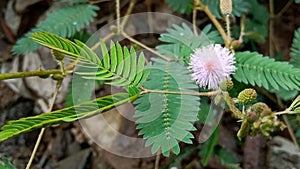 Mimosa sensetive plant in garden